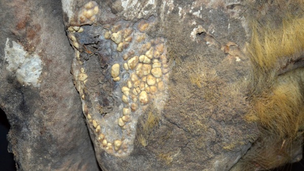 Científicos del Conicet La Plata examinan la piel momificada de un perezoso gigante de 13.200 años de antigüedad