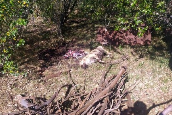 Salió a caminar y fue devorada por una jauría de perros en Benito Juárez