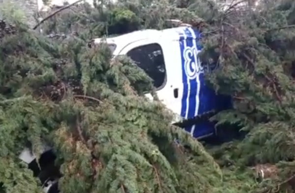 Una rama de un pino aplastó su camioneta con él adentro y se salvó de milagro en Pinamar