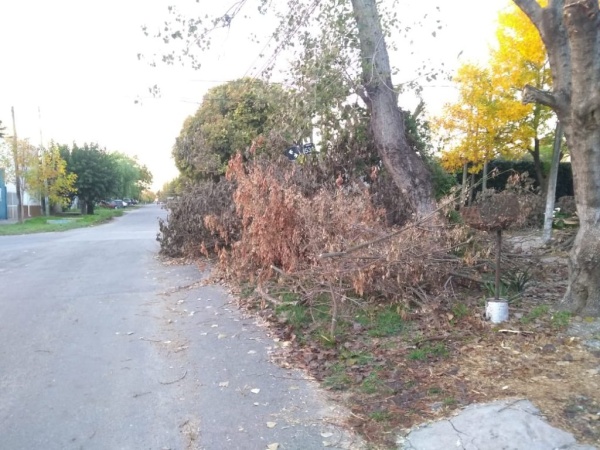 Vecinos de un barrio platense denuncian que podaron los árboles y dejaron las ramas en la calle