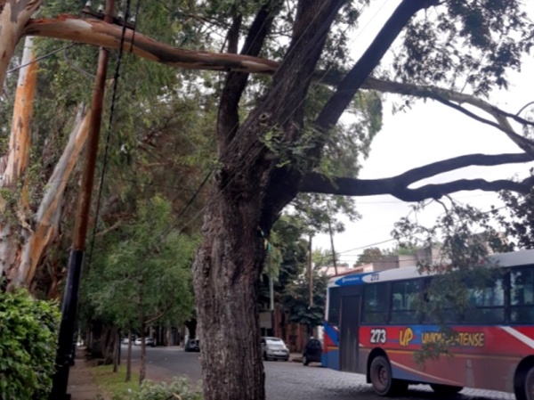 Alarma en Meridiano V por árboles a punto de caerse: "Se sostienen por los cables"