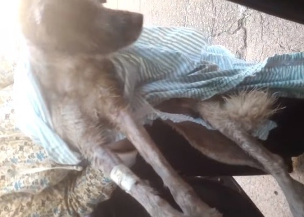 Llevaron a un perro a una veterinaria de La Plata y terminó muerto: "Mirá cómo tiembla"