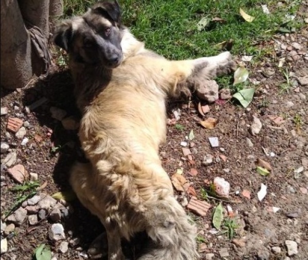 Perrito de Ensenada fue atropellado y ahora no puede caminar