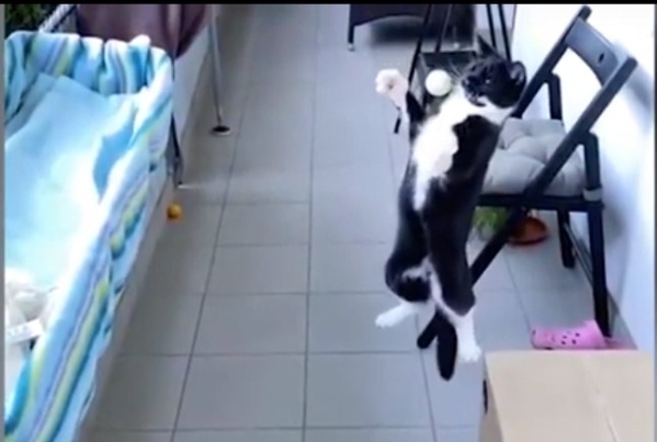 A lo Cristiano Ronaldo, un gato para la pelota "con el pecho"