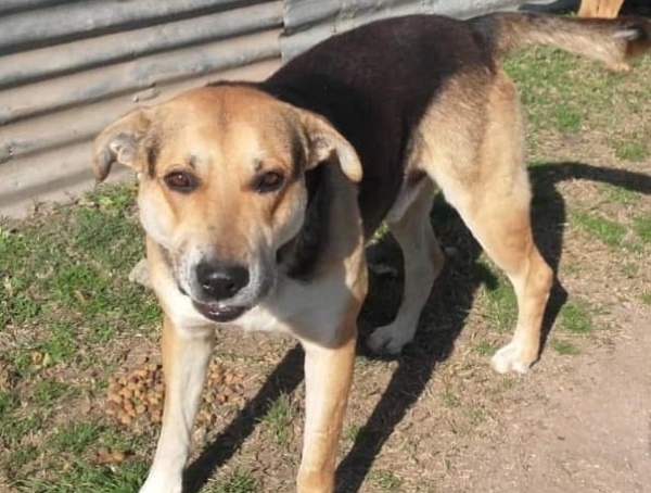Quieren sacrificar a un perro por considerarlo "territorial" en La Plata