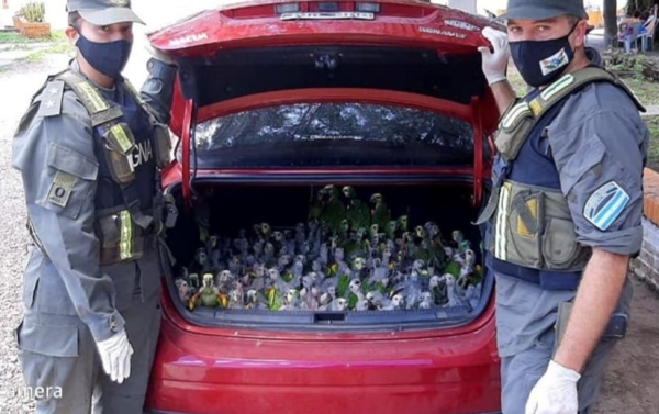 Llevaban de contrabando a 216 loros habladores en el baúl del auto en Santiago del Estero