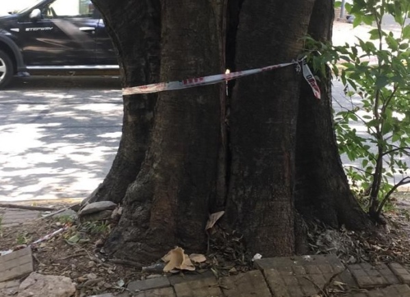 Vecinos temen por un árbol que está a punto de caerse en 18 y 53