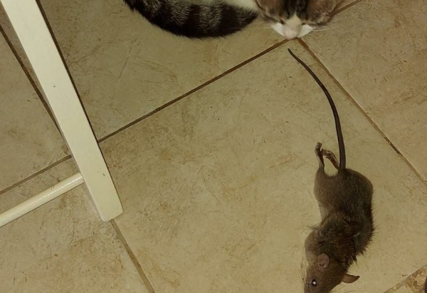 “Es la segunda vez en dos meses que aparece una rata en mi casa”: la bronca de un vecino de 29 y 64