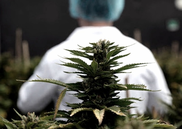 Argentina y Brasil acordaron impulsar la producción y comercialización del cannabis