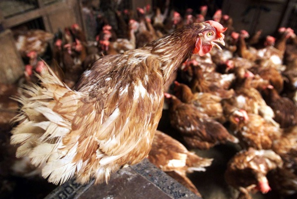 Quienes vaticinaron la pandemia de coronavirus, ahora advierten sobre una nueva gripe aviar H5N8