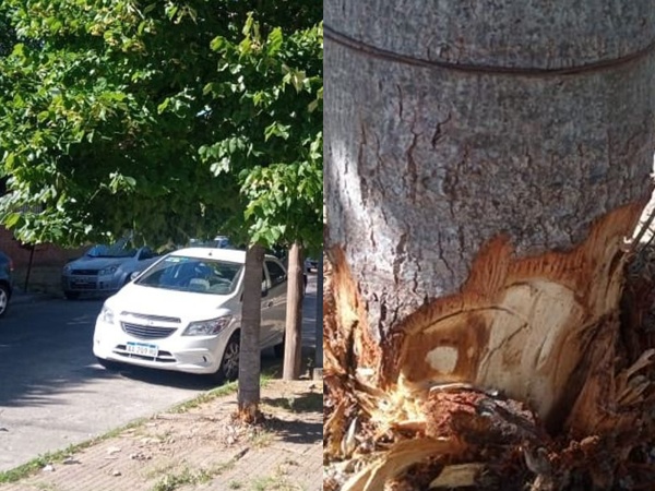 Alertan por un "asesino serial de tilos" en La Plata
