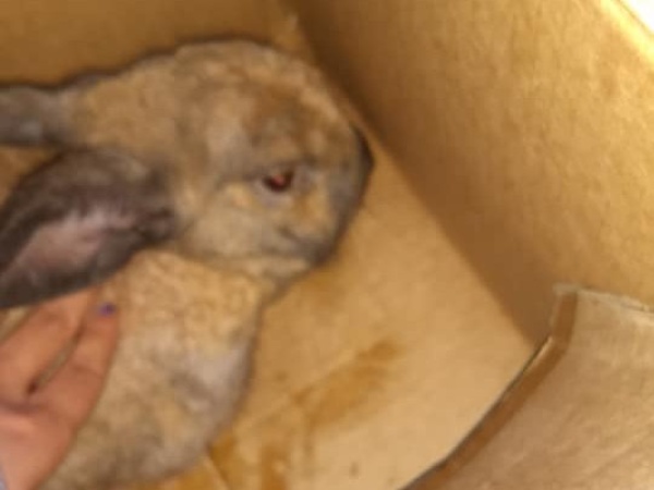 Buscan a los due&ntilde;os de un conejo que apareci&oacute; perdido en La Plata