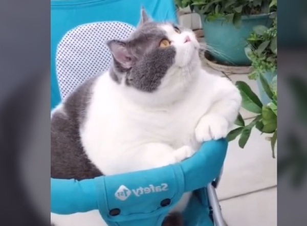 &iexcl;No puede ser tan lindo! Un gatito anda en carrito de beb&eacute; y las im&aacute;genes se volvieron virales