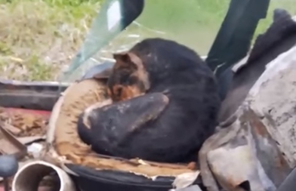 Le tiran agua hirviendo, sufre maltratos constantes y piden ayuda para rescatarlo en La Plata
