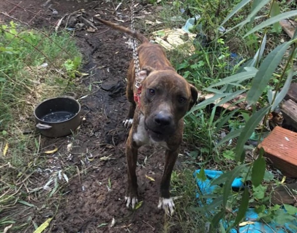 Buscan ayuda para rescatar a un perro que vive atado en Berisso