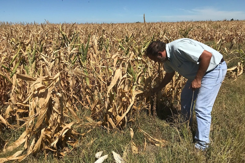 El sector agropecuario de los municipios que hayan sido afectados por la sequía serán eximidos del pago de Impuesto Rural