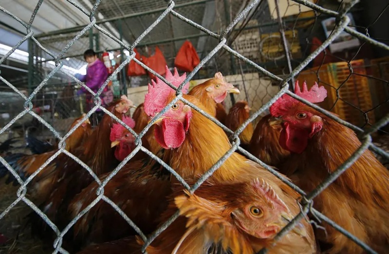 Desde el SENASA detectaron 13 nuevos casos de gripe aviar en la Argentina y advierten que ”llegó para quedarse”