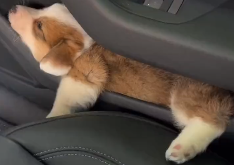 “Cuando estás cansado dormís como sea”: un perro se hizo viral por el insólito lugar que eligió para descansar