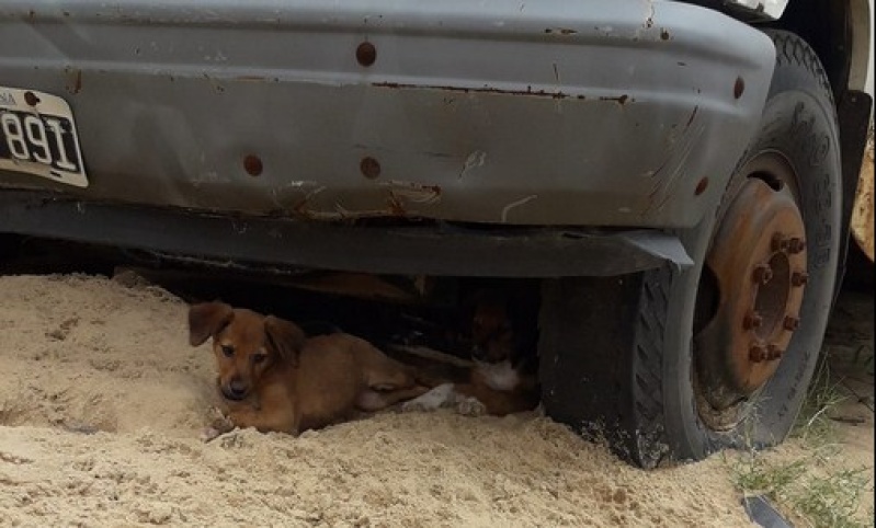 Gran movida en las redes para ayudar a un rejunte de cachorros entre autos abandonados en Ensenada