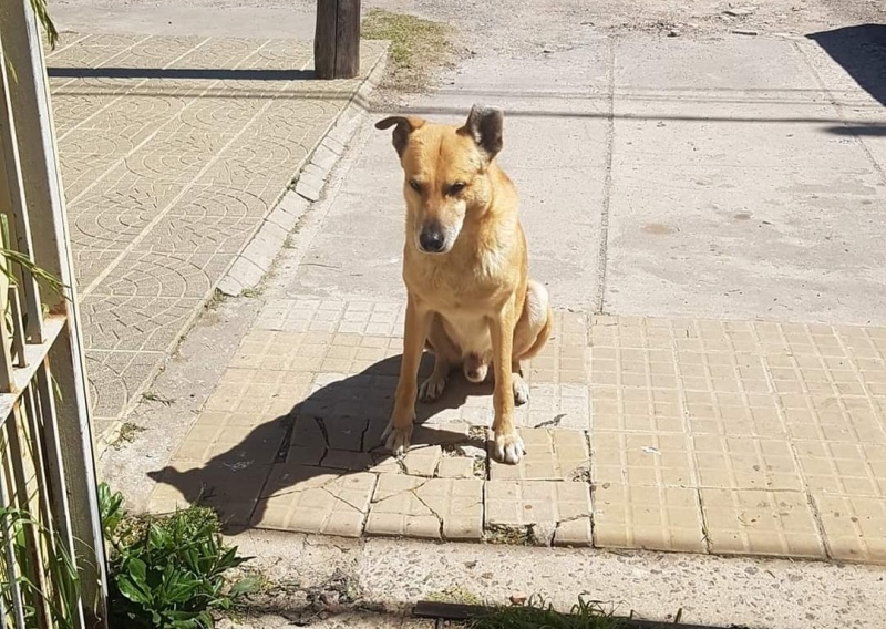 Falleció la dueña de un perro en La Plata y él todavía la espera en su casa: ”Lo dejaron abandonado”