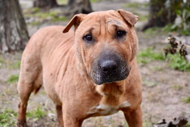 Una perra rescatada de un criadero en La Plata quedó muy lastimada y necesita una costosa operación urgente