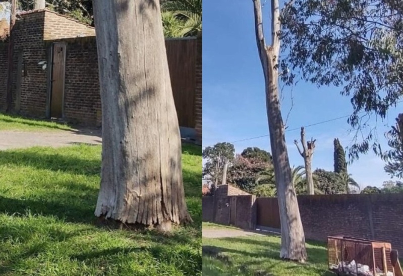 Un eucalipto reseco preocupa a los vecinos de San Carlos