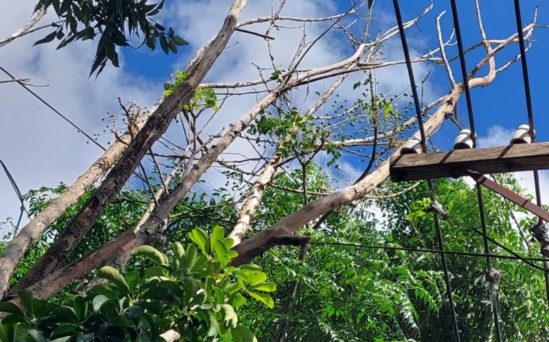 En Ringuelet los vecinos denuncian que un árbol caído ocasionas problemas en el tendido eléctrico