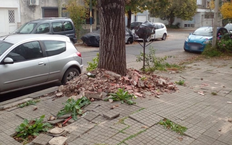 Vecinos reclaman la poda de un árbol que rompe la vereda con sus raíces