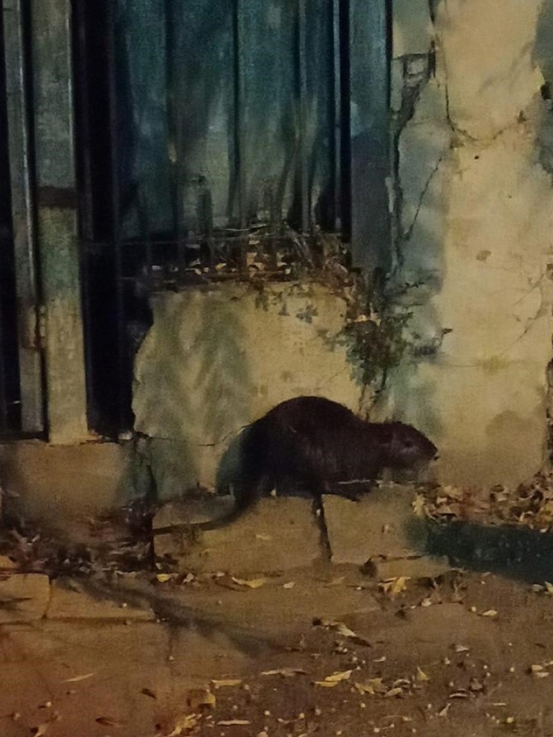 ¿”Es una rata o un carpincho”?: platenses asustados por la presencia de una alimaña gigante