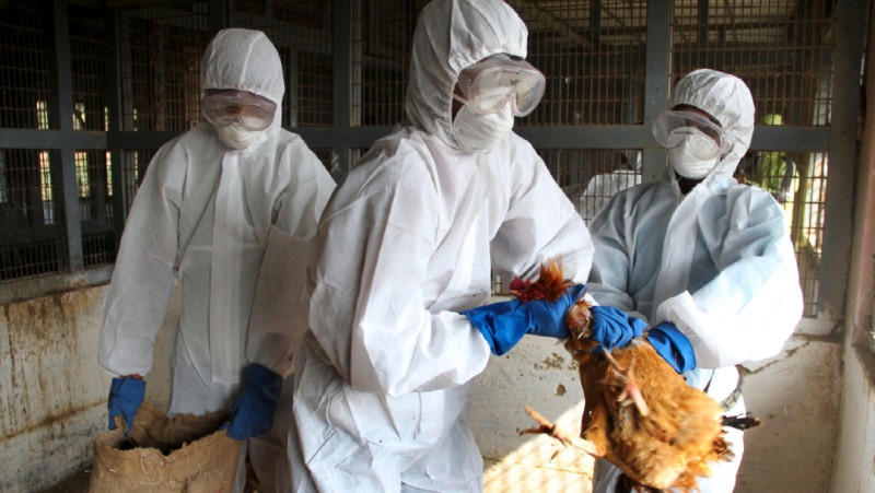 Se detectó en Rusia el primer caso de transmisión de una cepa de gripe aviar a un humano