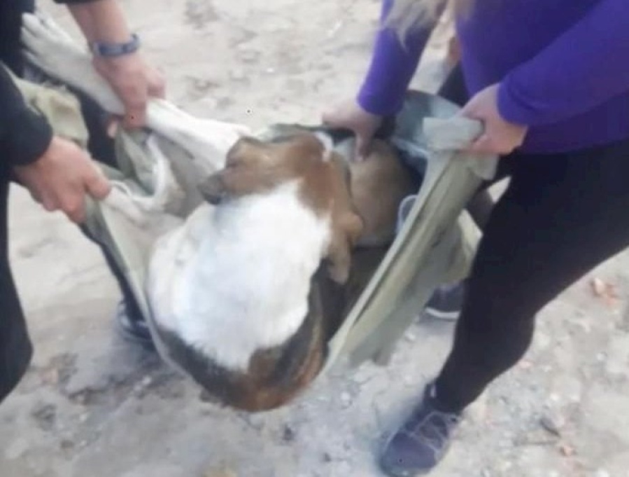 Rescataron a una perra que era abusada por su dueño en Los Hornos