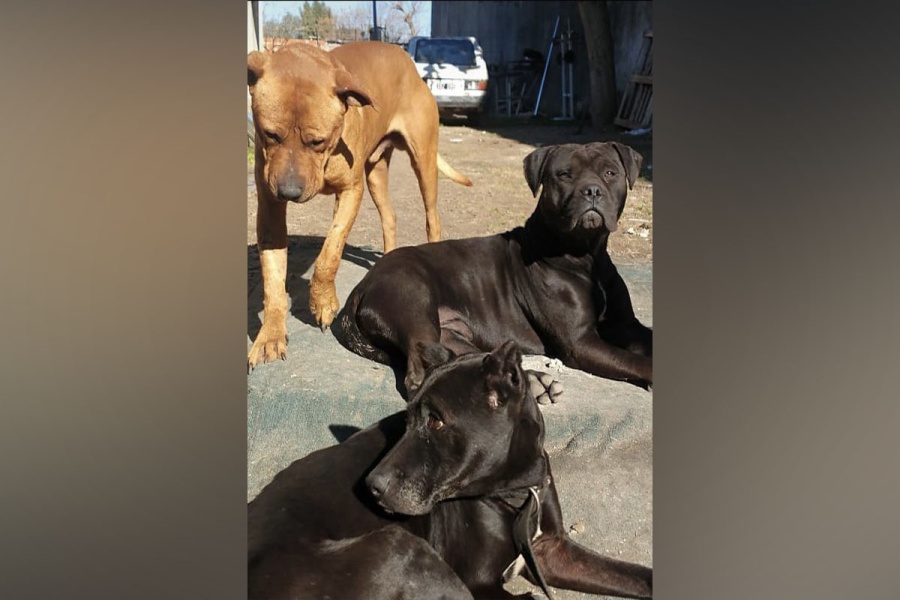 Perros héroes salvaron a sus dueños en La Plata