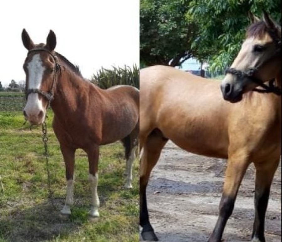 El desesperado pedido de una chica a la que le robaron sus caballos: ”Me dan ganas de llorar”