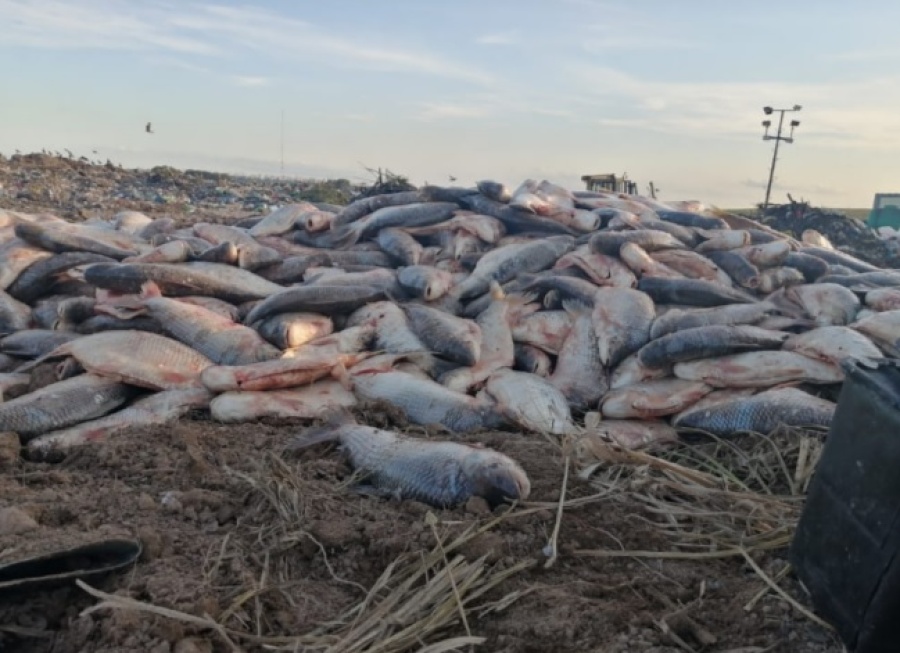 Decomisaron tres toneladas de pescado podrido que se dirigían a La Plata: investigan si se iban a usar para consumo humano