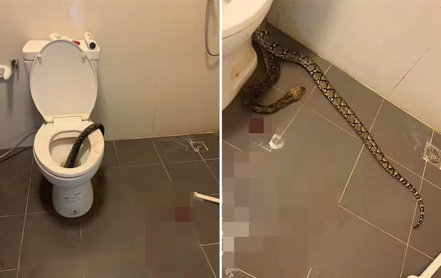 Una mujer de 64 años fue sorprendida por una serpiente de 4 metros mientras lavaba los platos