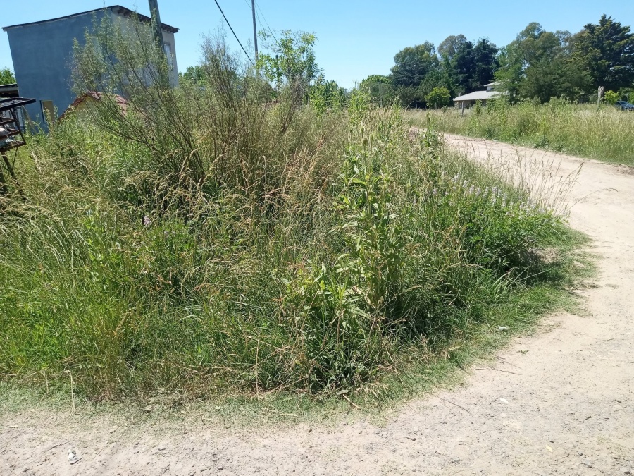En El Rincón reclamaron por pastizales de gran altura y la falta de zanjeo