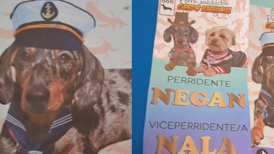 Colocó boletas de sus mascotas para las Elecciones y se hizo viral por las promesas: ”Más pollito para todos los perritos”