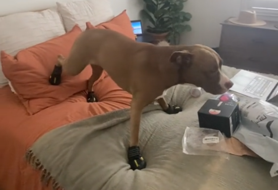 Le colocó zapatos a su pitbull y el video viral pasó de la ternura a una fuerte polémica: ”No creo que sea tan malo”