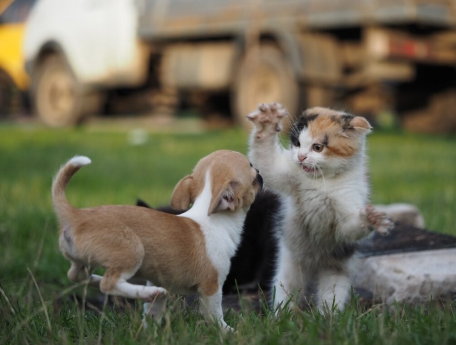 ¿Dónde dejar a nuestros perros y gatos cuando vamos de vacaciones? Los 7 consejos claves