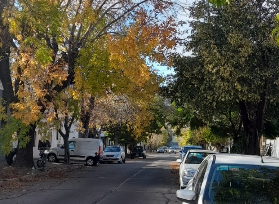 En 21 y 69 alertaron por árboles que tapan las luminarias: ”Hace meses lo venimos reclamando”