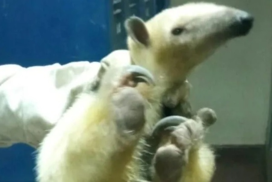 Un oso solitario sorprendió a todos en una escuela cordobesa: los chicos estaban a punto de ingresar a clases