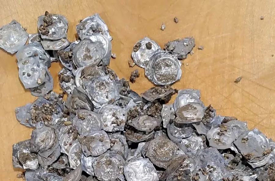 Una familia construía una piscina en el fondo de su casa y descubrieron un impresionante tesoro medieval enterrado