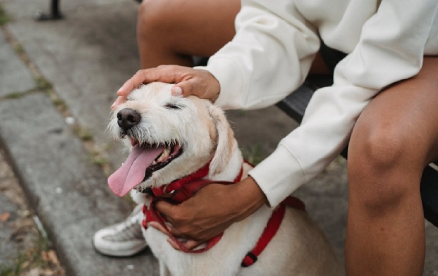 ¿Cómo sería el espacio de ”último descanso” para las mascotas en La Plata que se analizará en el Concejo Deliberante?