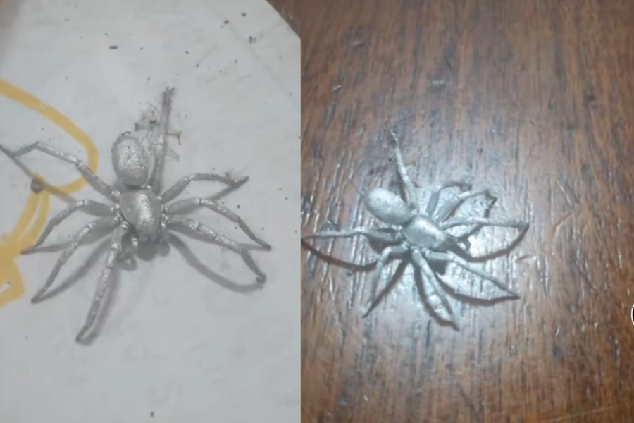 ”¿Alguien quiere un collar?”: encontró una araña, la quiso matar con insecticida pero la roció con pintura plateada