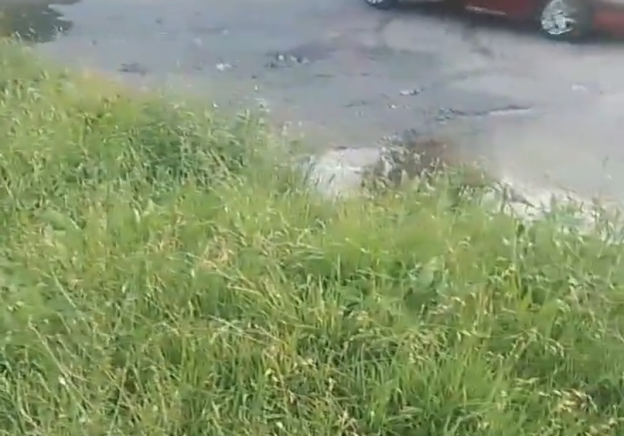 En 25 y 510 se quejaron por la presencia de pastos muy altos