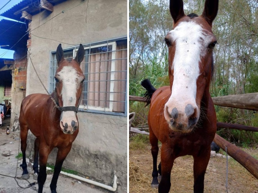 Dejó un caballo pastando cerca de su casa en Berisso, pero cuando volvió ya no estaba