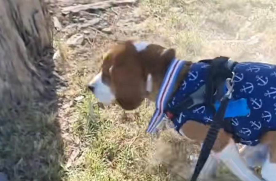 ”Es un artista incomprendido”: filmó a su perro haciendo sus necesidades y llamó la atención la forma en que lo hace