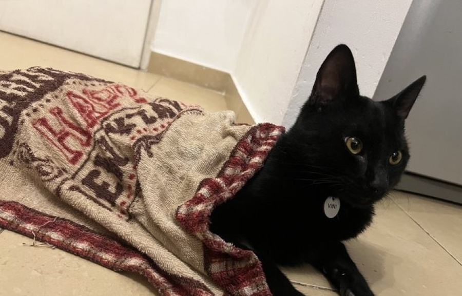 ”Mirá como está”: el gatito que ahora si soporta el calor gracias a una peculiar idea de su dueño