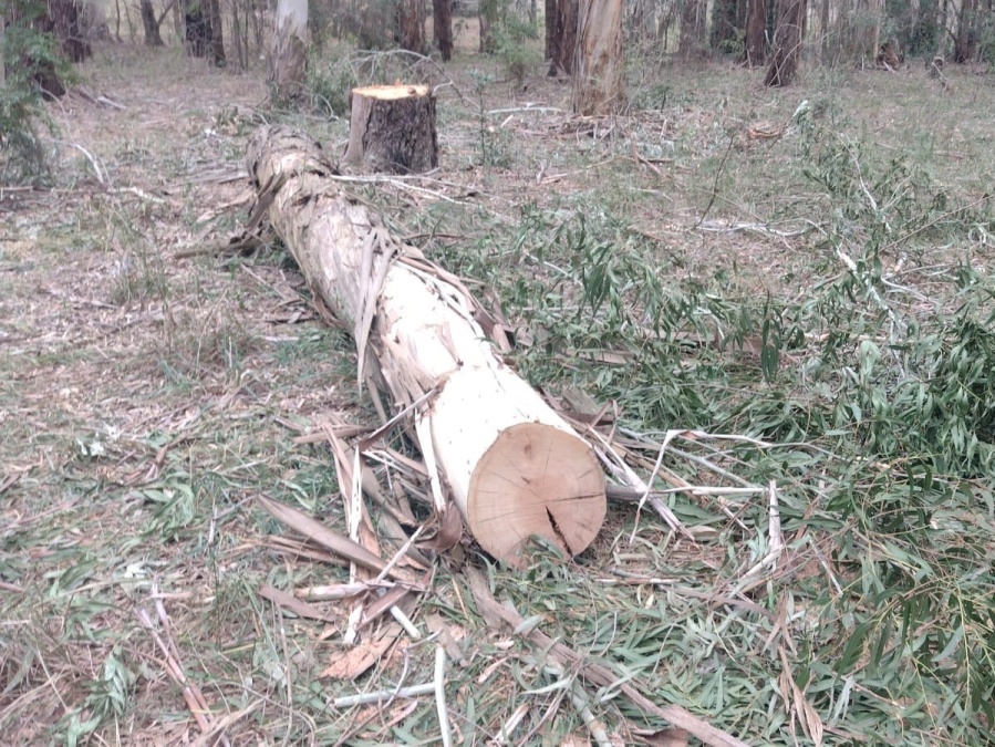 Detectaron una nueva tala ”indiscriminada” en el Parque Pereyra Iraola y evalúan hacer una denuncia penal