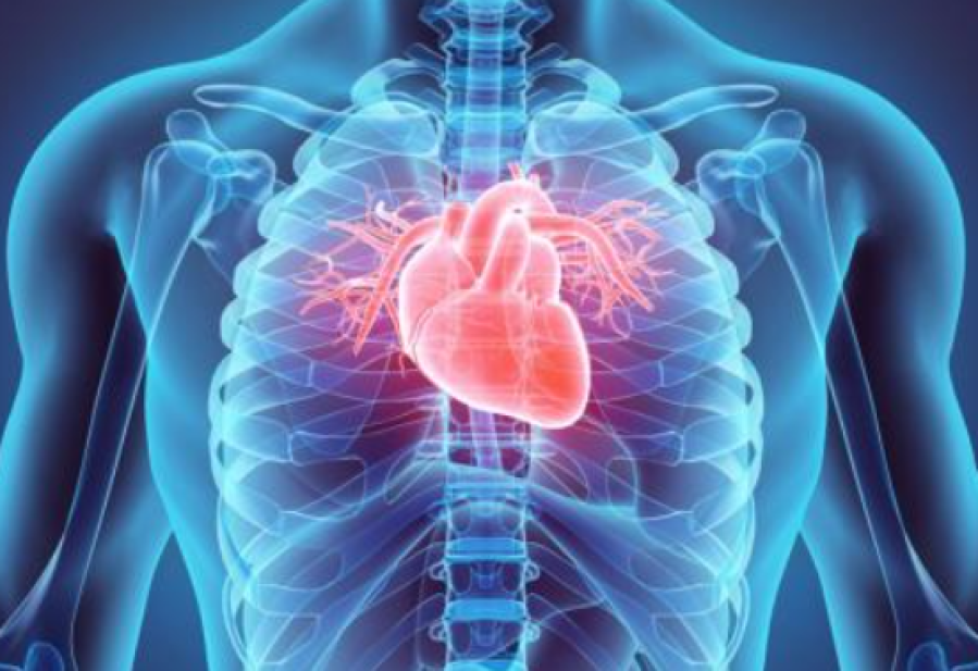 La forma del corazón podría influir en el riesgo de sufrir una enfermedad cardíaca